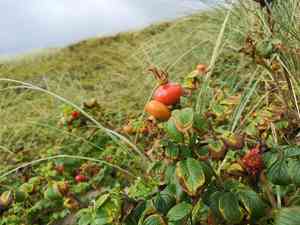 Rugosa rose(Rosa rugosa)
