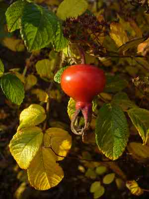 Rugosa rose(Rosa rugosa)