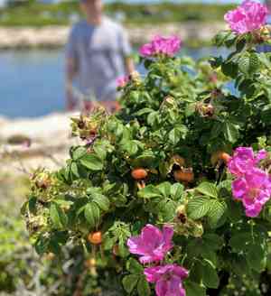 Rugosa rose(Rosa rugosa)