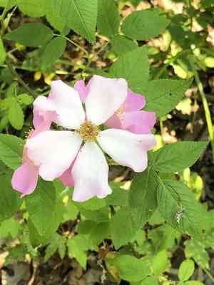Climbing rose(Rosa setigera)