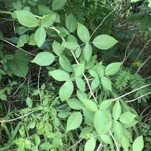 Climbing rose(Rosa setigera)
