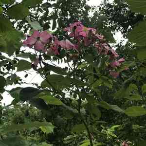 Climbing rose(Rosa setigera)