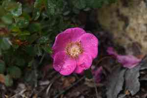 Ground rose(Rosa spithamea)