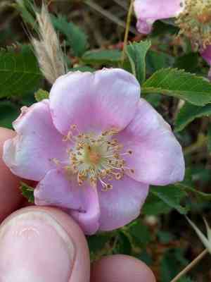 Ground rose(Rosa spithamea)
