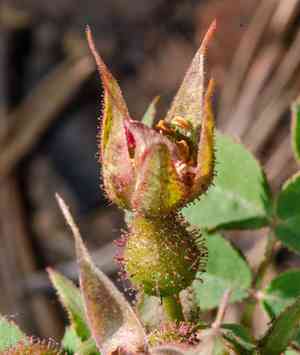 Ground rose(Rosa spithamea)