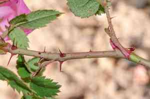 Ground rose(Rosa spithamea)
