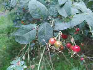 Harsh downy rose(Rosa tomentosa)