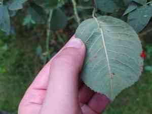 Harsh downy rose(Rosa tomentosa)