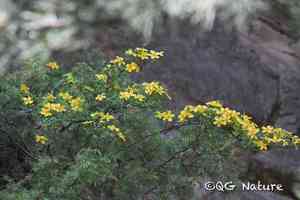 Yellow rose(Rosa xanthina)