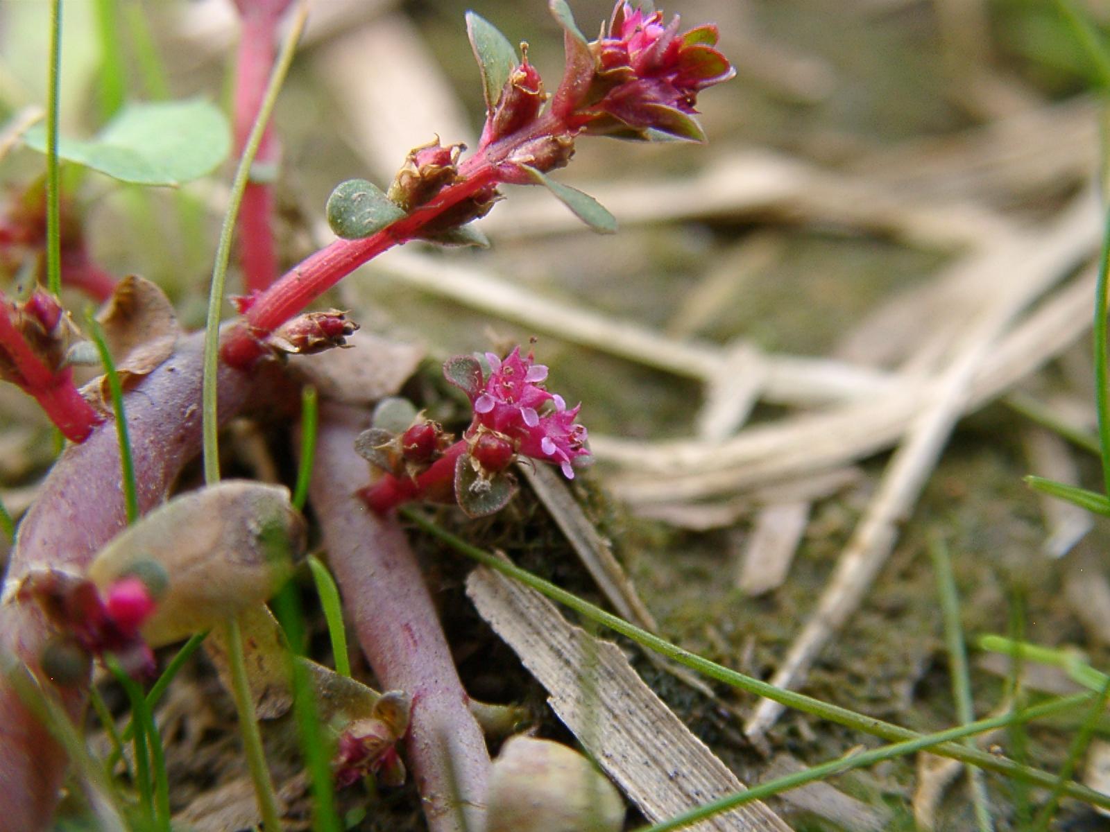 Roundleaf Toothcup Indian toothcup (Rotala indica) Care Guide: Pests, Diseases, Watering ...