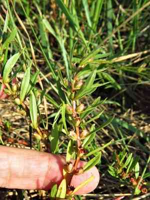 Lowland rotala(Rotala ramosior)