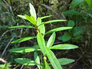 Lowland rotala(Rotala ramosior)