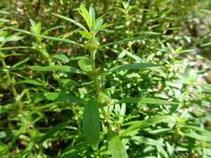 Lowland rotala(Rotala ramosior)