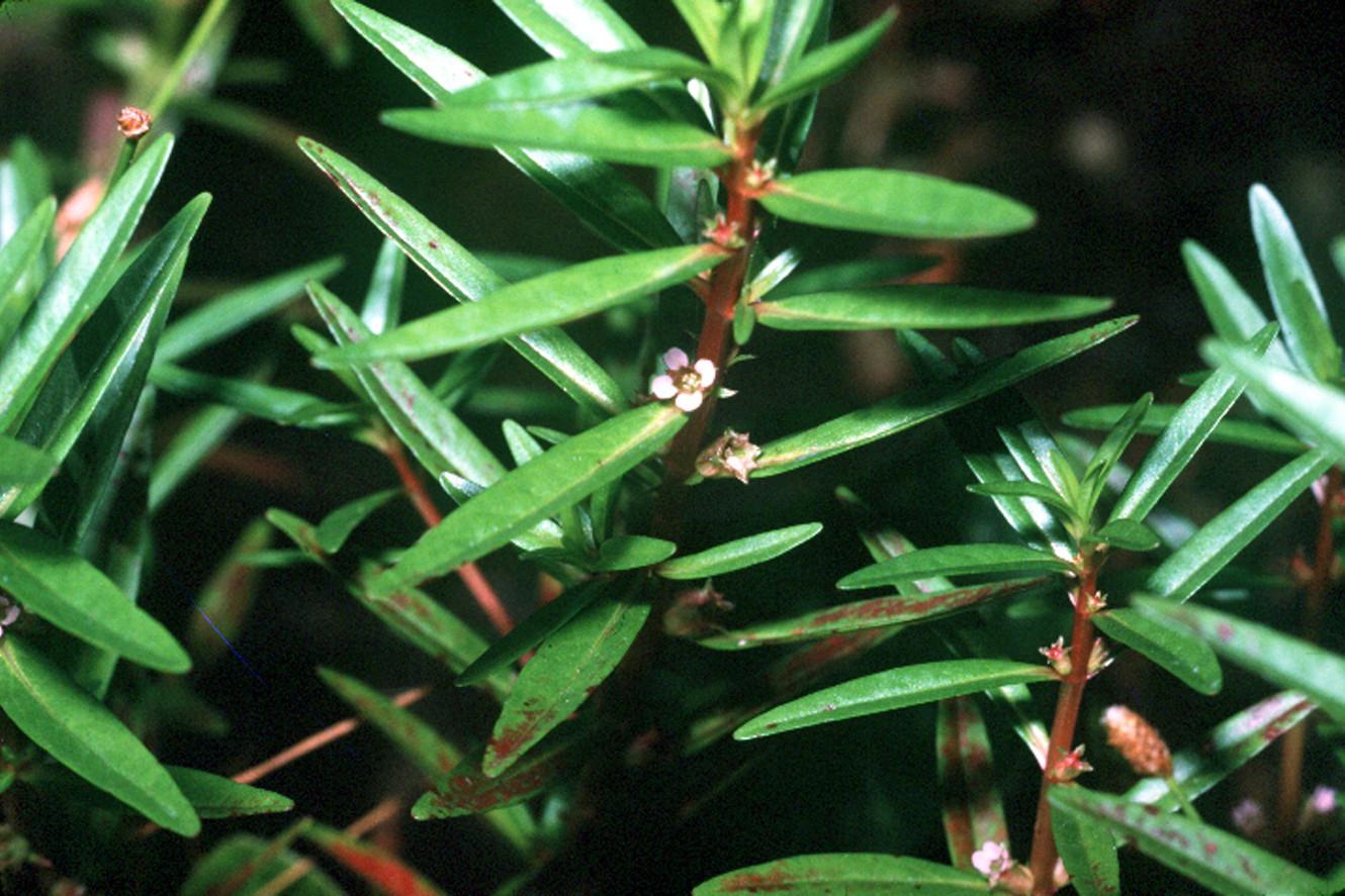 Lowland rotala (Rotala ramosior) Care Guide: Pests, Diseases, Watering ...