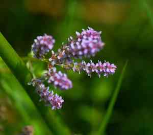 Dwarf rotala(Rotala rotundifolia)