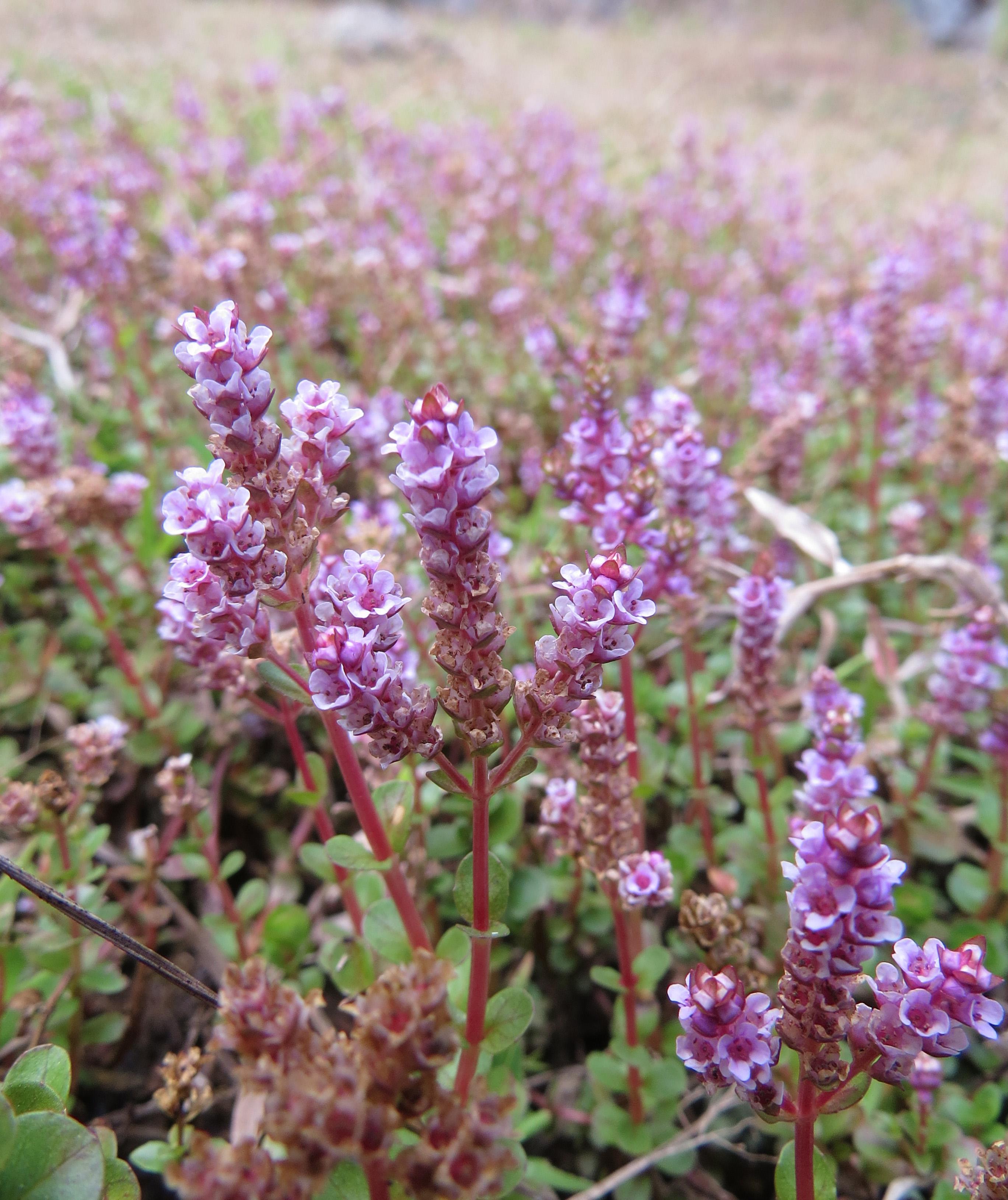 Dwarf rotala (Rotala rotundifolia) Care Guide: Pests, Diseases ...
