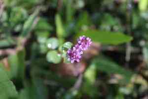 Dwarf rotala(Rotala rotundifolia)