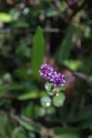 Dwarf rotala(Rotala rotundifolia)