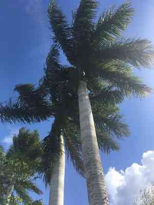 Cuban royal palm(Roystonea regia)