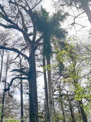 Cuban royal palm(Roystonea regia)