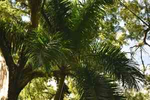 Cuban royal palm(Roystonea regia)
