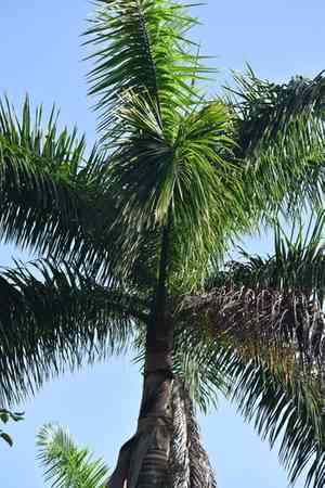 Cuban royal palm(Roystonea regia)