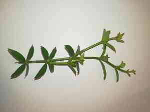 Wild madder(Rubia peregrina)