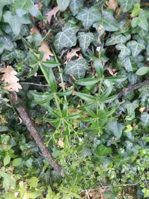Wild madder(Rubia peregrina)