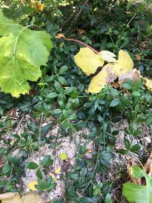 Wild madder(Rubia peregrina)
