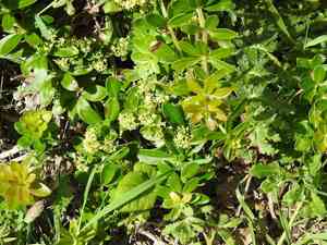 Wild madder(Rubia peregrina)