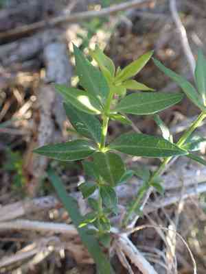 Dyer's madder(Rubia tinctorum)