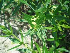 Dyer's madder(Rubia tinctorum)