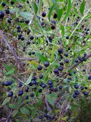 Dyer's madder(Rubia tinctorum)