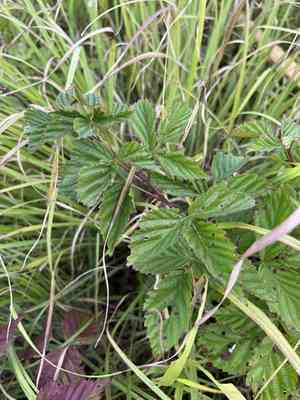 Garden dewberry(Rubus aboriginum)