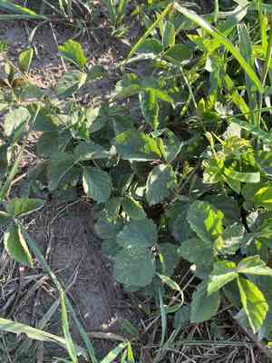Garden dewberry(Rubus aboriginum)