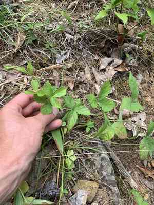 Garden dewberry(Rubus aboriginum)