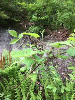 Common blackberry(Rubus allegheniensis)