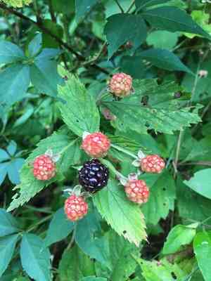 Common blackberry(Rubus allegheniensis)