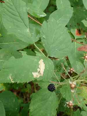 Common blackberry(Rubus allegheniensis)