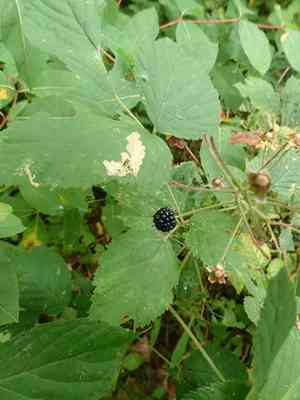 Common blackberry(Rubus allegheniensis)