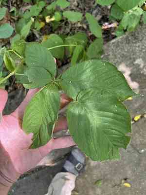Oldfield blackberry(Rubus alumnus)