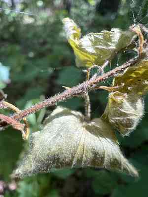 Oldfield blackberry(Rubus alumnus)