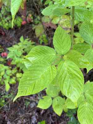 Oldfield blackberry(Rubus alumnus)