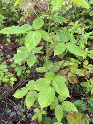 Oldfield blackberry(Rubus alumnus)