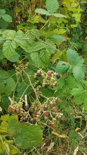 Himalayan blackberry(Rubus armeniacus)
