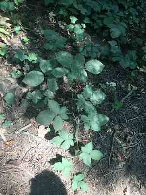 Himalayan blackberry(Rubus armeniacus)
