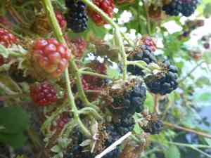 Himalayan blackberry(Rubus armeniacus)
