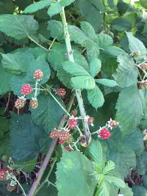Himalayan blackberry(Rubus armeniacus)