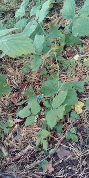 European dewberry(Rubus caesius)