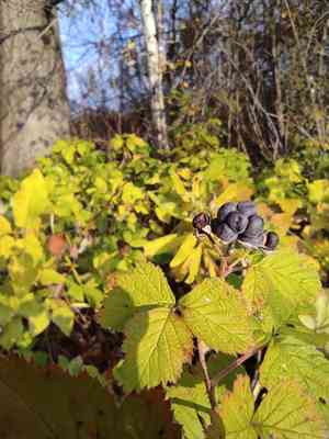 European dewberry(Rubus caesius)